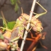 vivarium 003.jpg